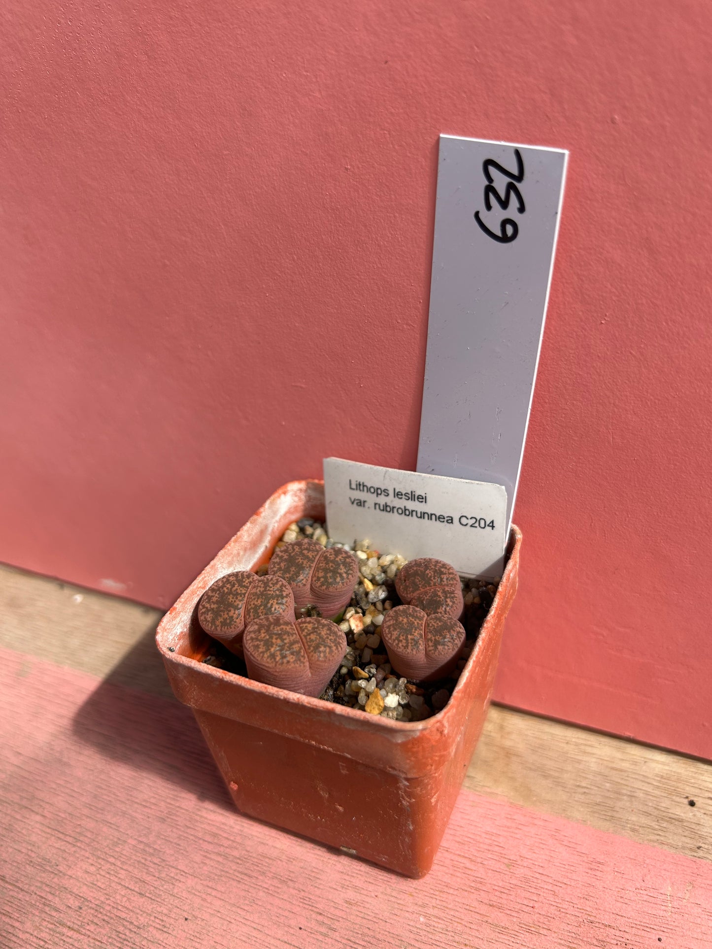 Lithops lesliei var rubrobrunnea (632)