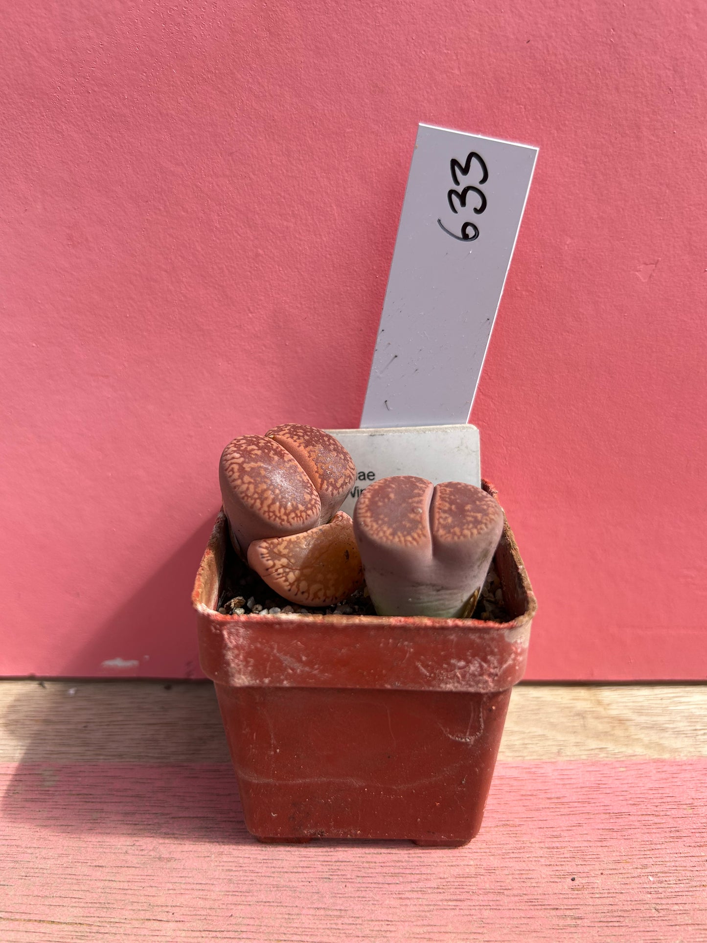 Lithops aucampiae (633)