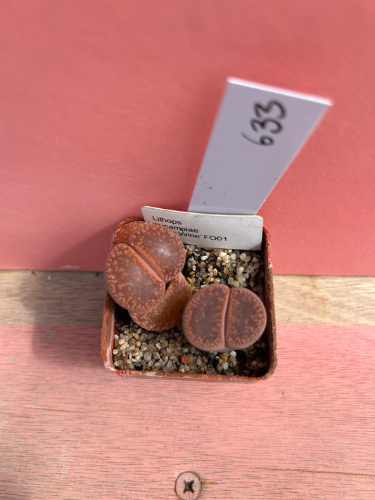 Lithops aucampiae (633)