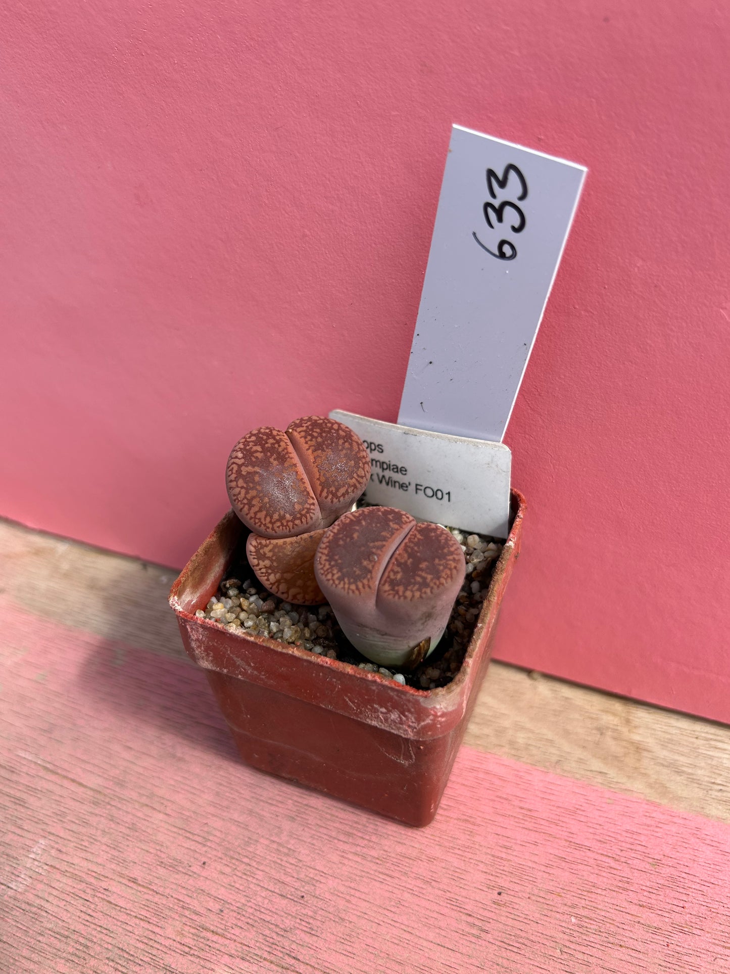 Lithops aucampiae (633)