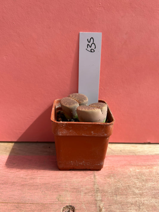 Lithops localis (635)