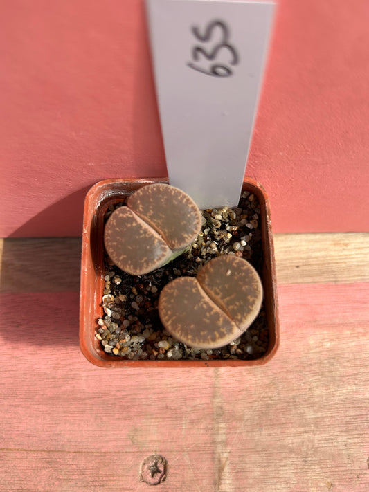 Lithops localis (635)