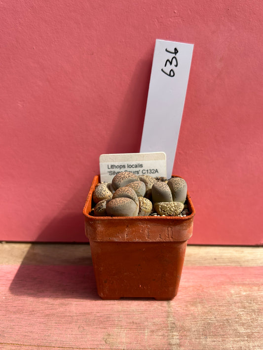 Lithops localis 'Silver Spurs' (636)