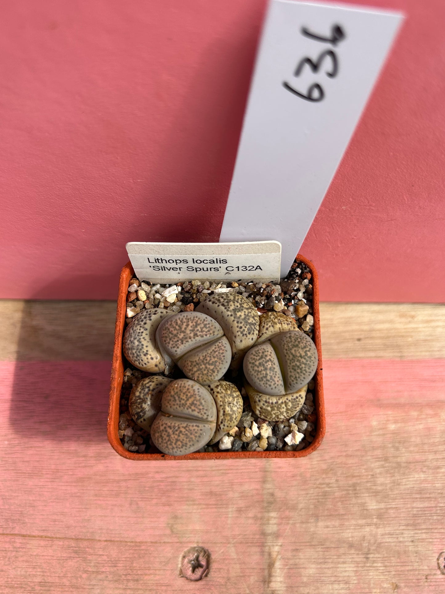 Lithops localis 'Silver Spurs' (636)