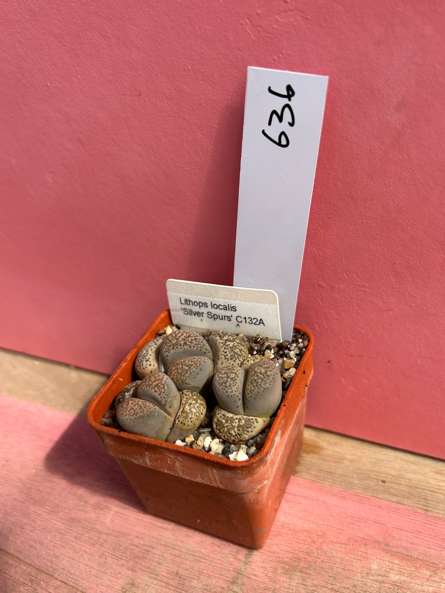 Lithops localis 'Silver Spurs' (636)