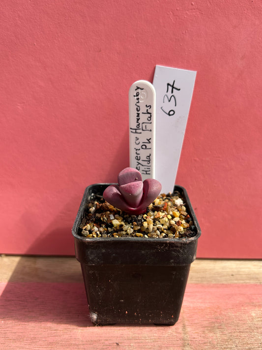 Lithops meyeri cv 'Hammeruby' (637)
