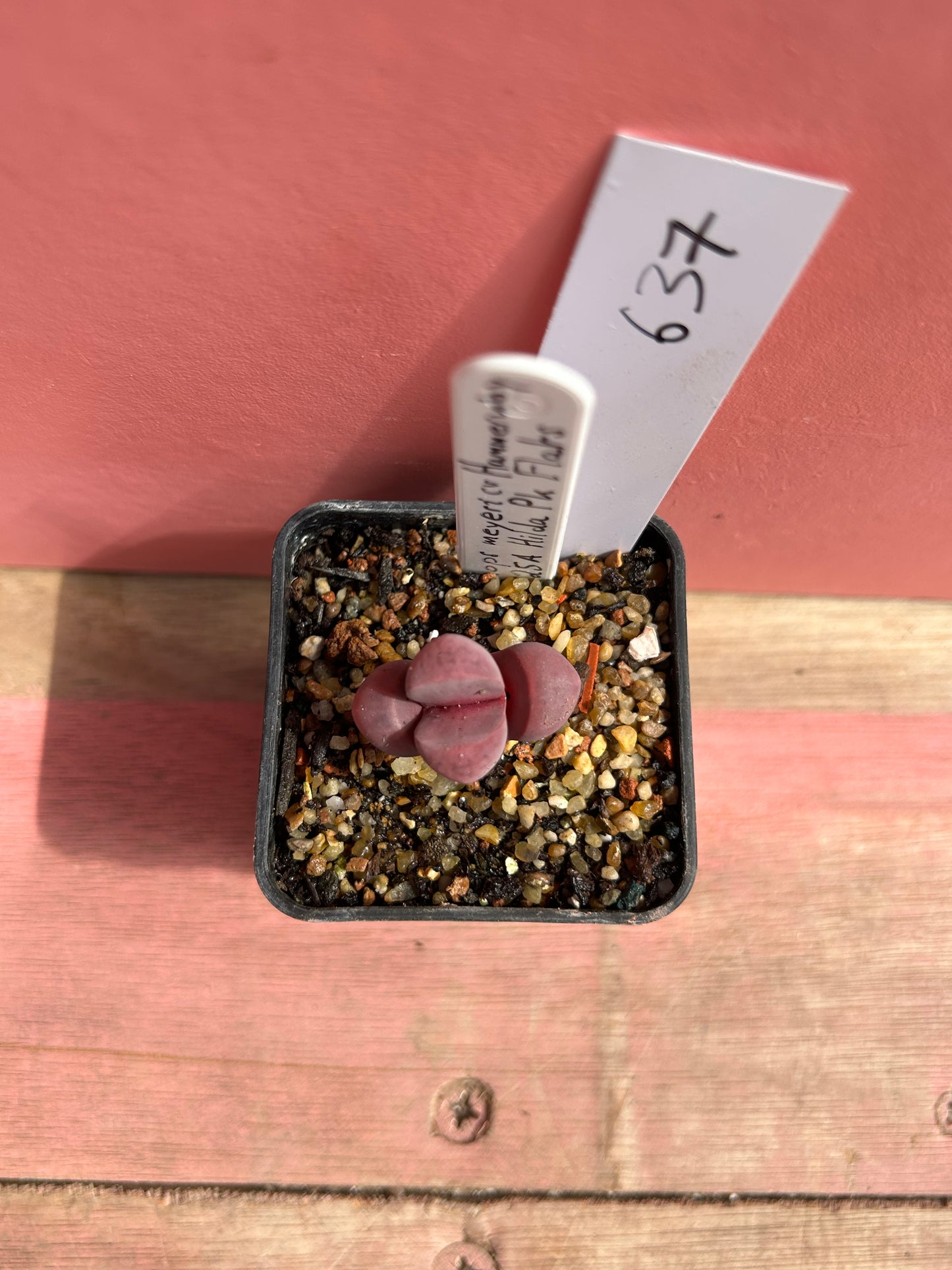 Lithops meyeri cv 'Hammeruby' (637)