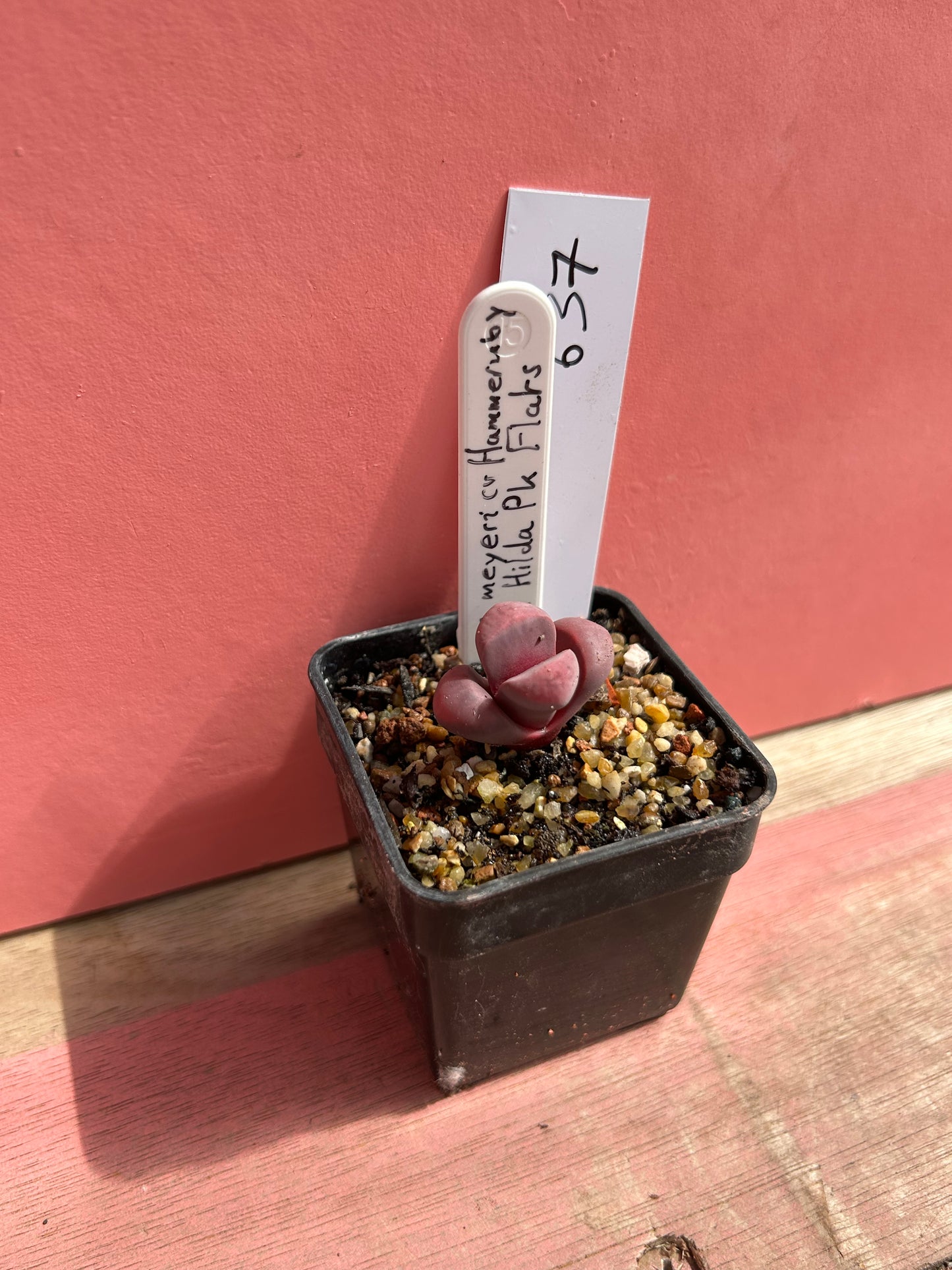 Lithops meyeri cv 'Hammeruby' (637)