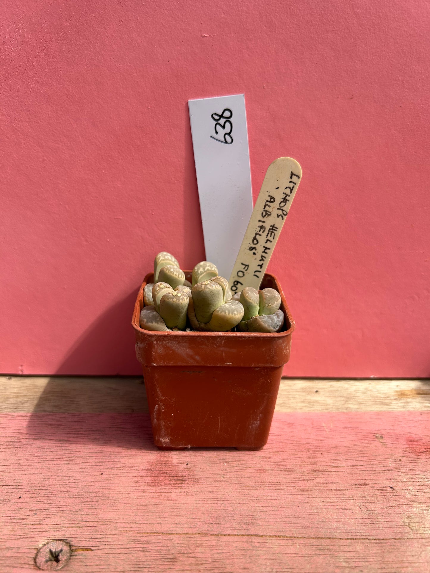Lithops helmutii 'Albiflos' (638)