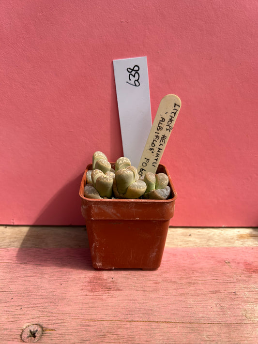 Lithops helmutii 'Albiflos' (638)