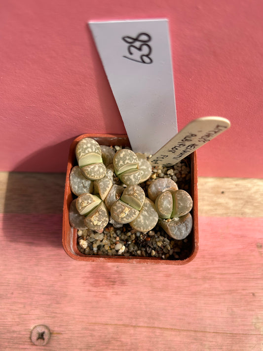 Lithops helmutii 'Albiflos' (638)