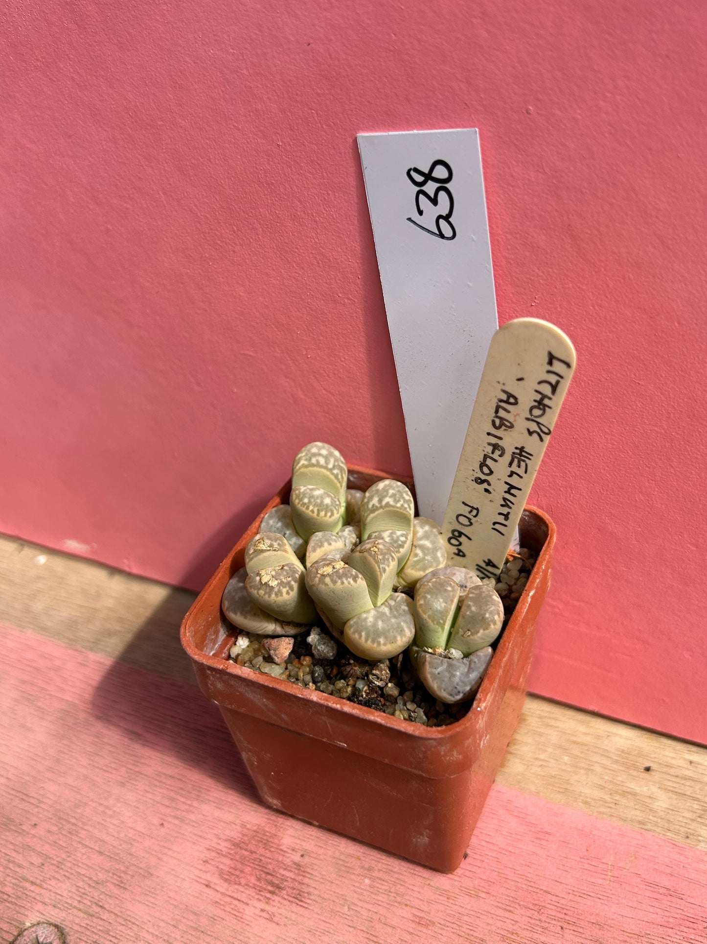 Lithops helmutii 'Albiflos' (638)