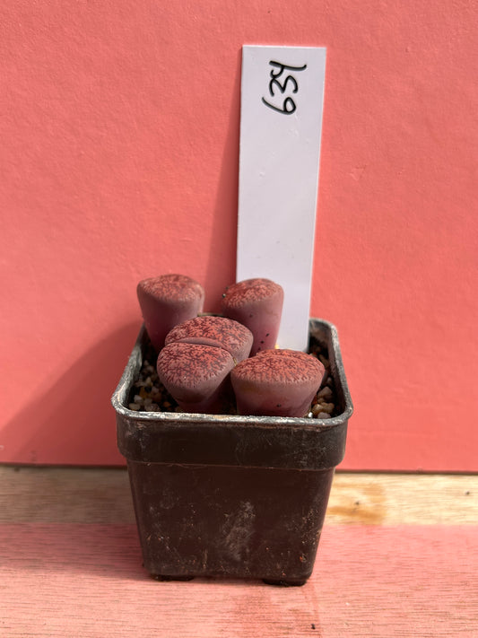 Lithops 'Dark Wine' (639)