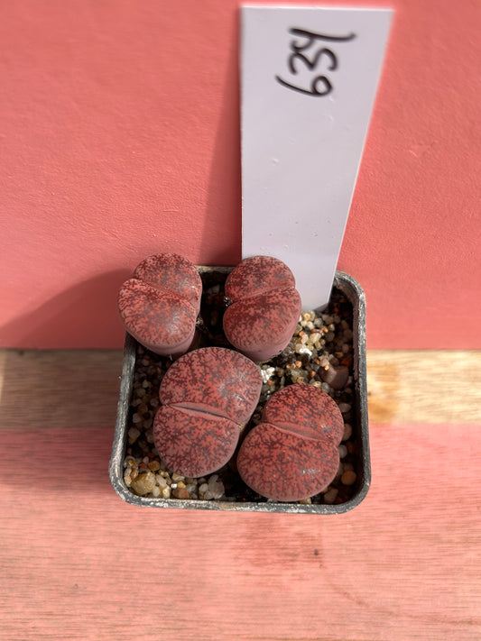 Lithops 'Dark Wine' (639)