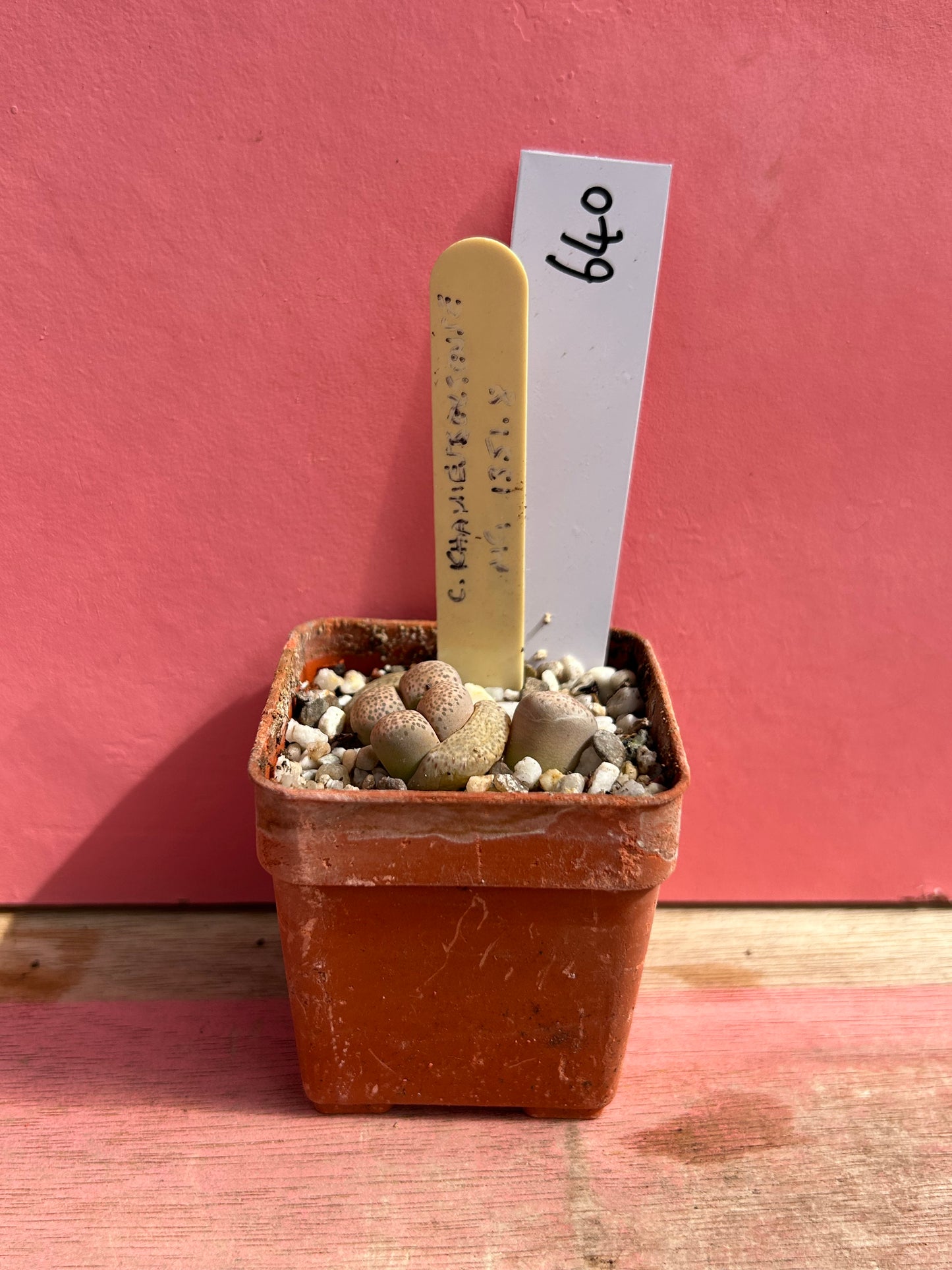 Lithops species (640)