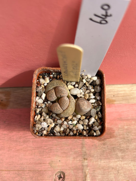 Lithops species (640)