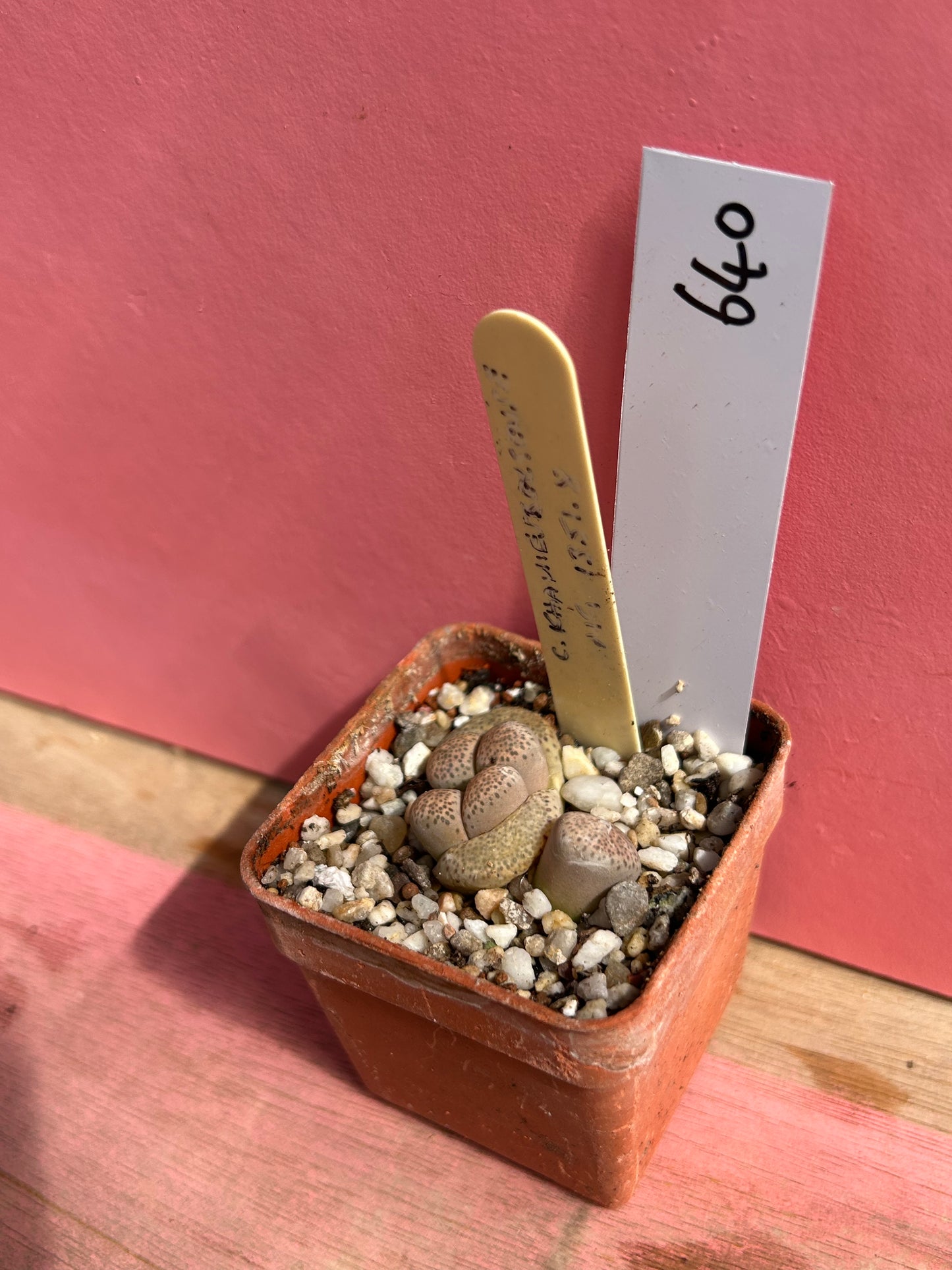 Lithops species (640)