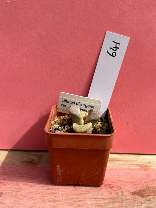 Lithops divergens var. amethystina (641)
