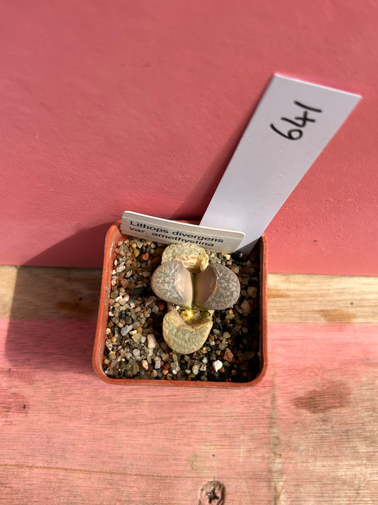 Lithops divergens var. amethystina (641)