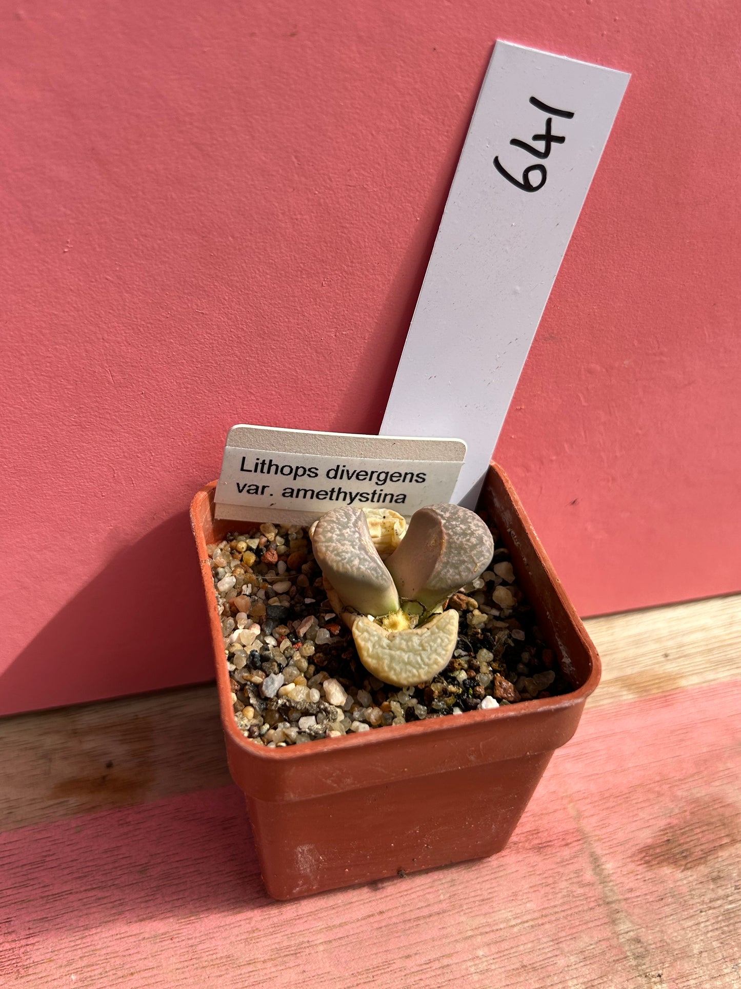 Lithops divergens var. amethystina (641)