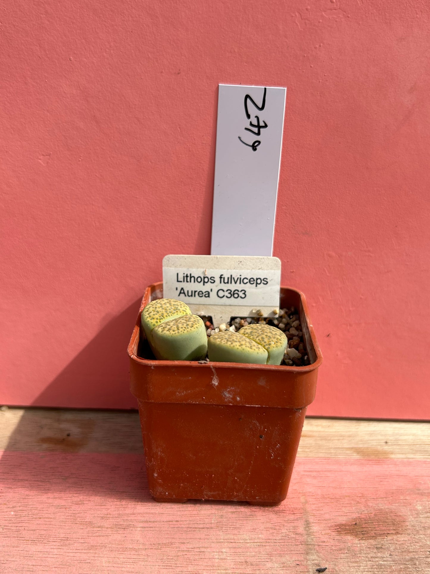 Lithops fulviceps 'Aurea' (642)