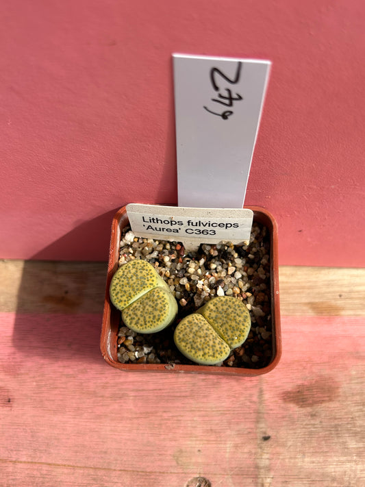 Lithops fulviceps 'Aurea' (642)