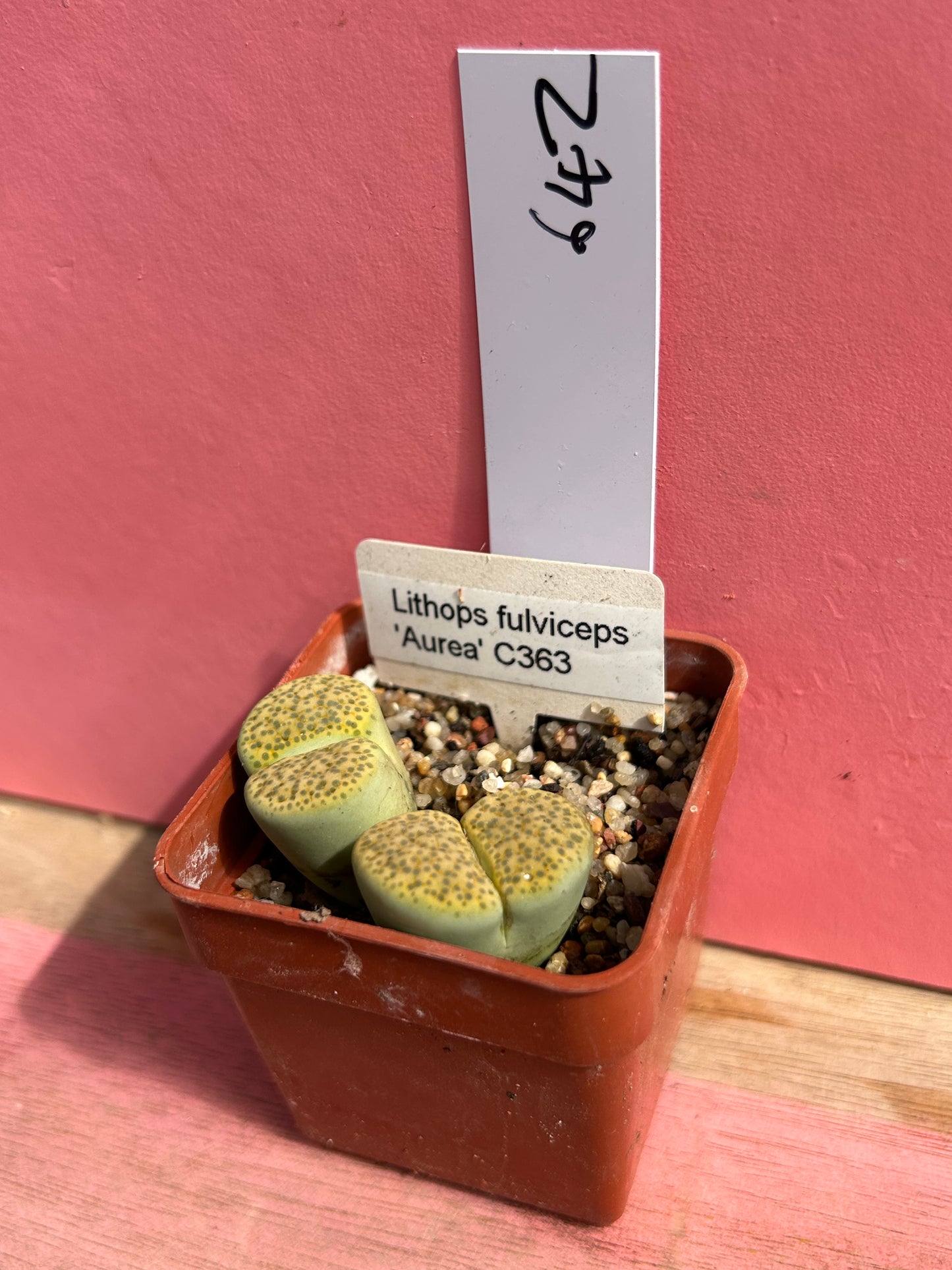Lithops fulviceps 'Aurea' (642)