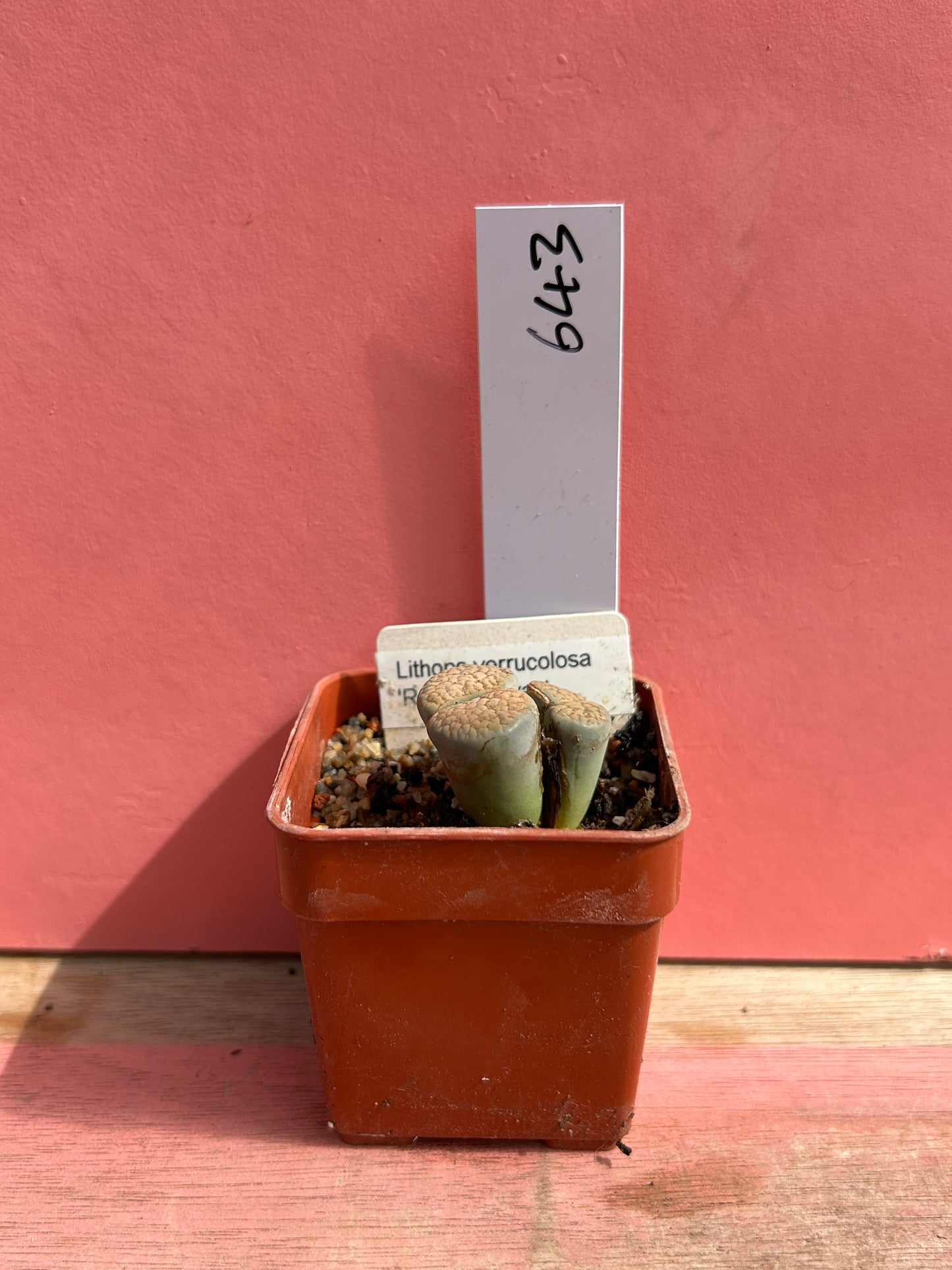Lithops verrucolosa 'Rose of Texas' (643)