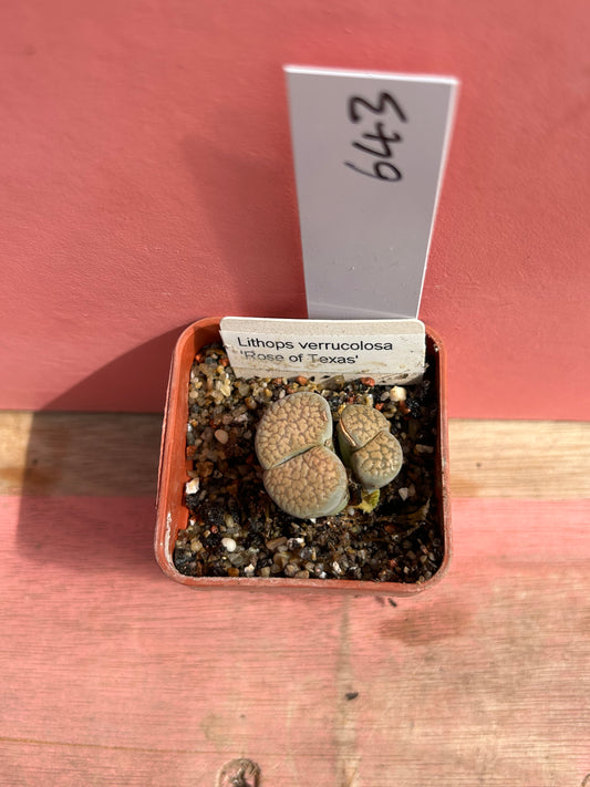 Lithops verrucolosa 'Rose of Texas' (643)