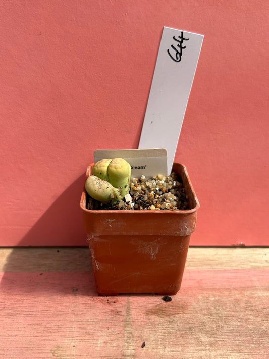 Lithops 'Avocado Cream' (644)