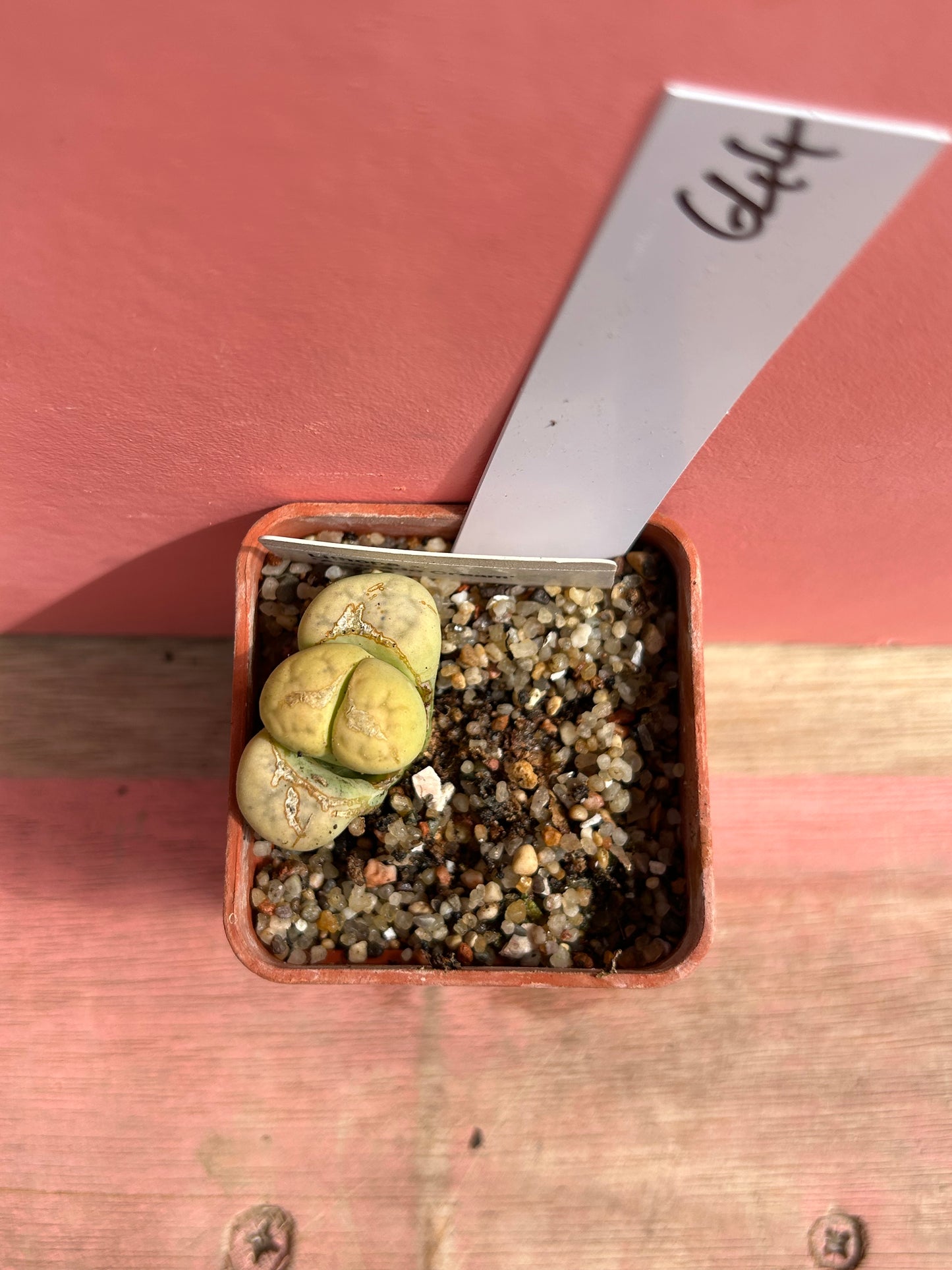 Lithops 'Avocado Cream' (644)
