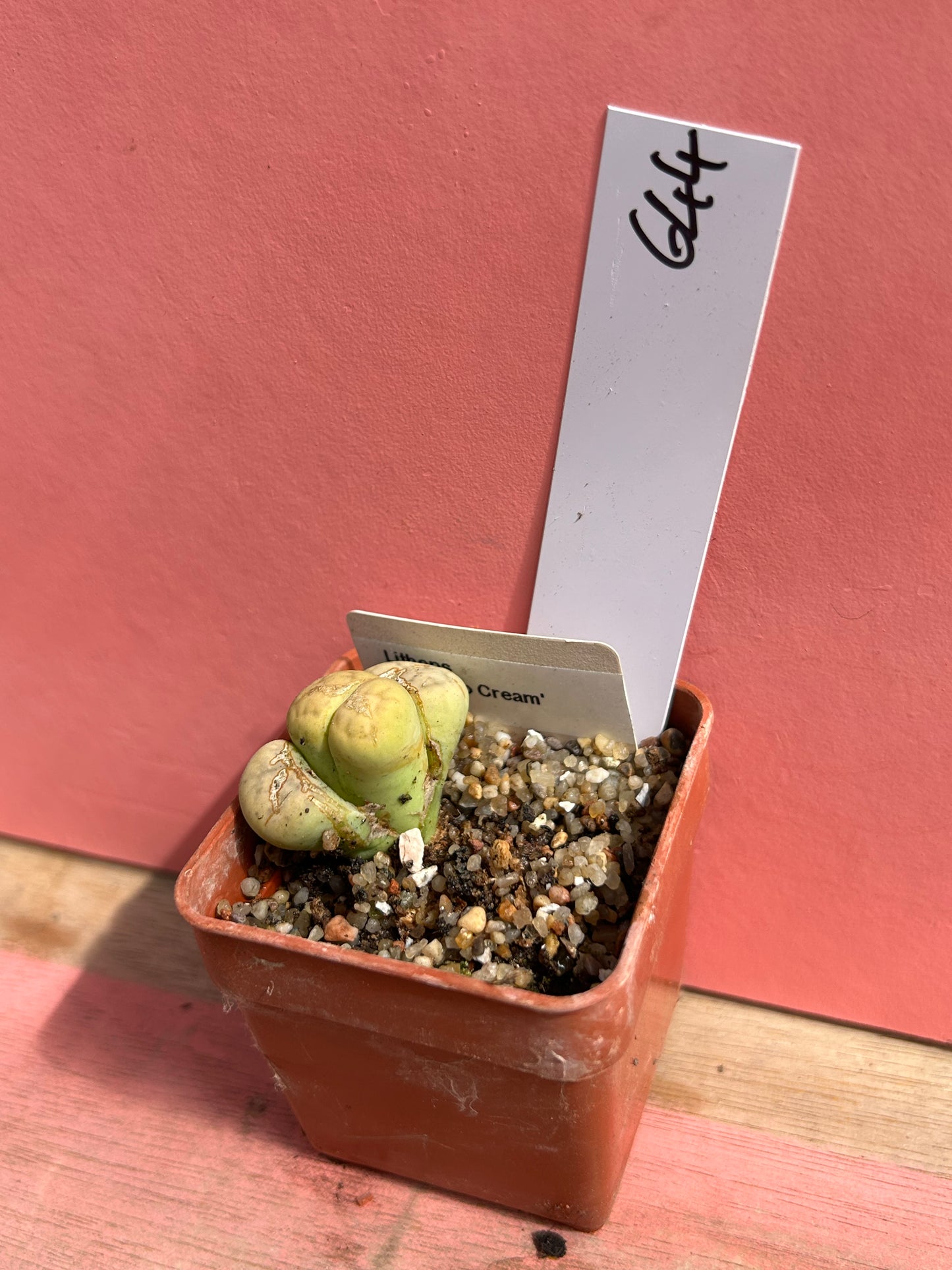 Lithops 'Avocado Cream' (644)
