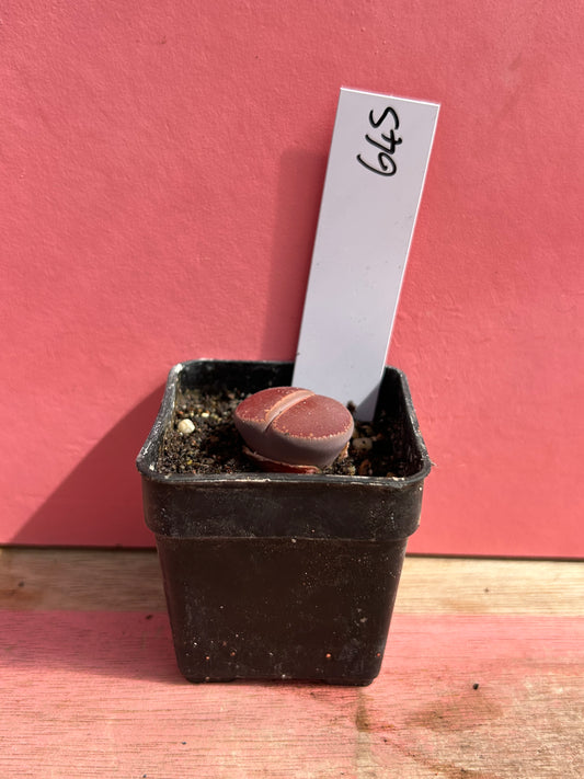 Lithops species (645)