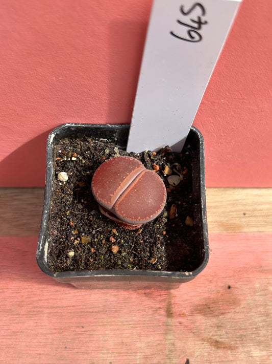Lithops species (645)