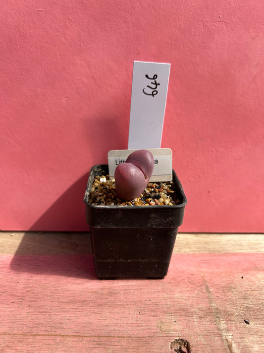 Lithops optica var rubra (646)