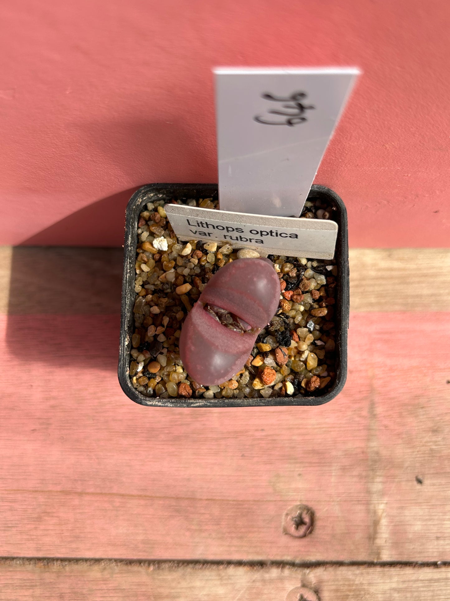 Lithops optica var rubra (646)