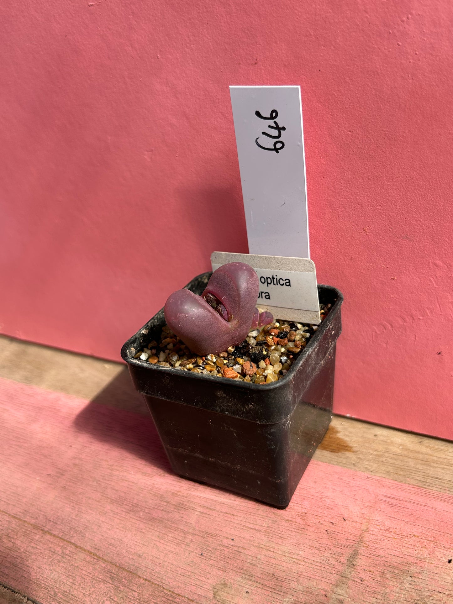 Lithops optica var rubra (646)