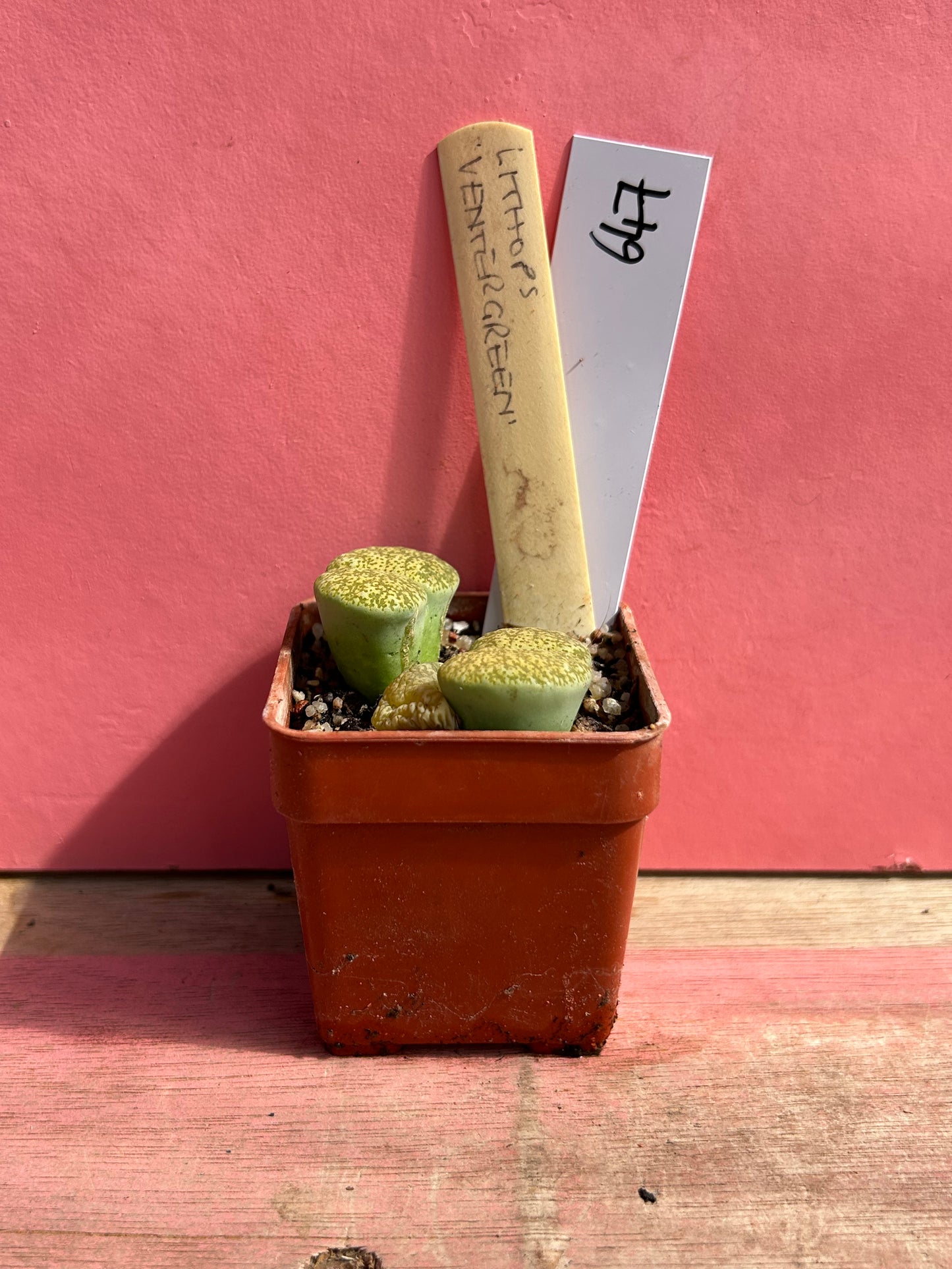 Lithops 'Ventergreen' (647)