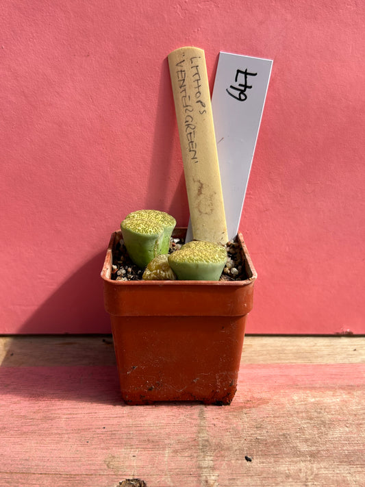 Lithops 'Ventergreen' (647)