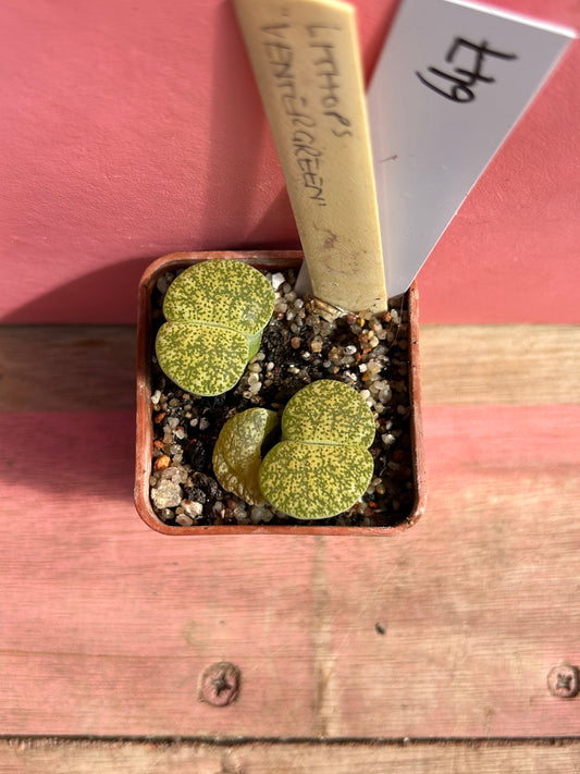 Lithops 'Ventergreen' (647)