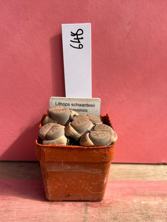 Lithops schwantesii var. kunjasensis (648)