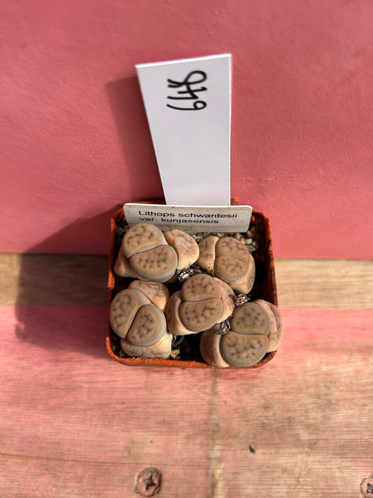 Lithops schwantesii var. kunjasensis (648)
