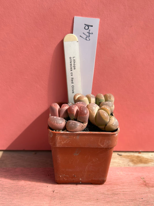 Lithops olivacea cv 'Red Olive' (649)