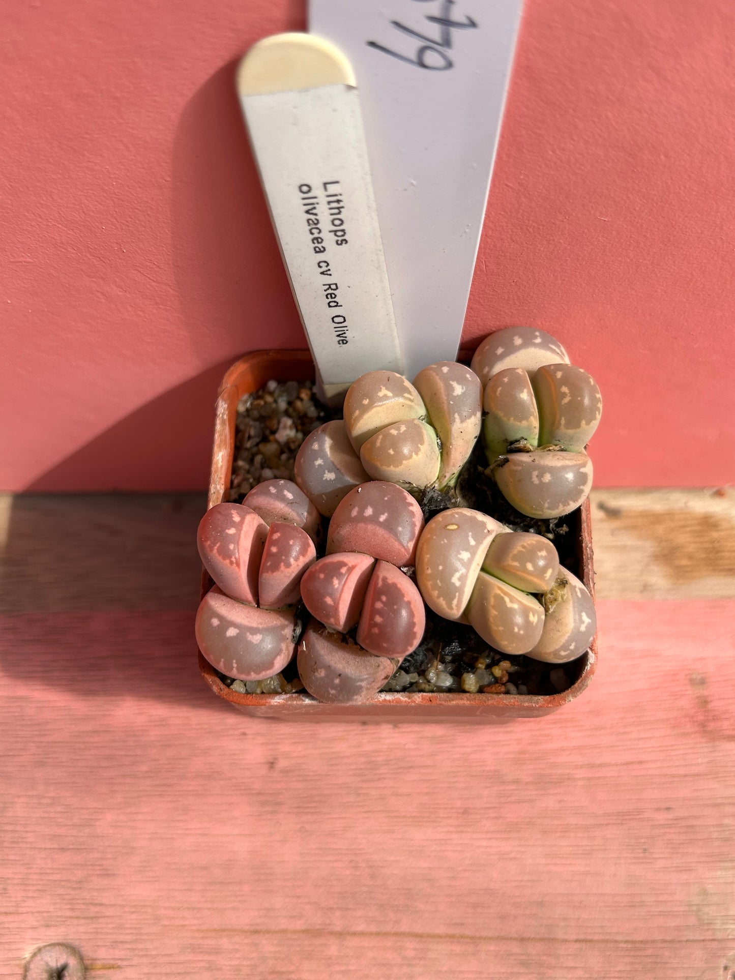 Lithops olivacea cv 'Red Olive' (649)