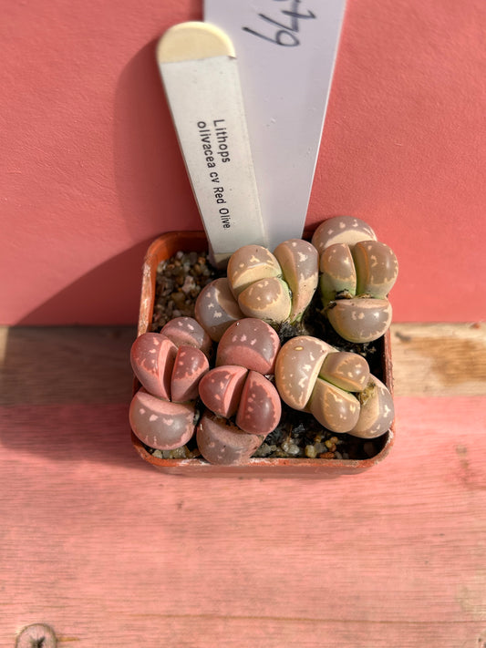 Lithops olivacea cv 'Red Olive' (649)