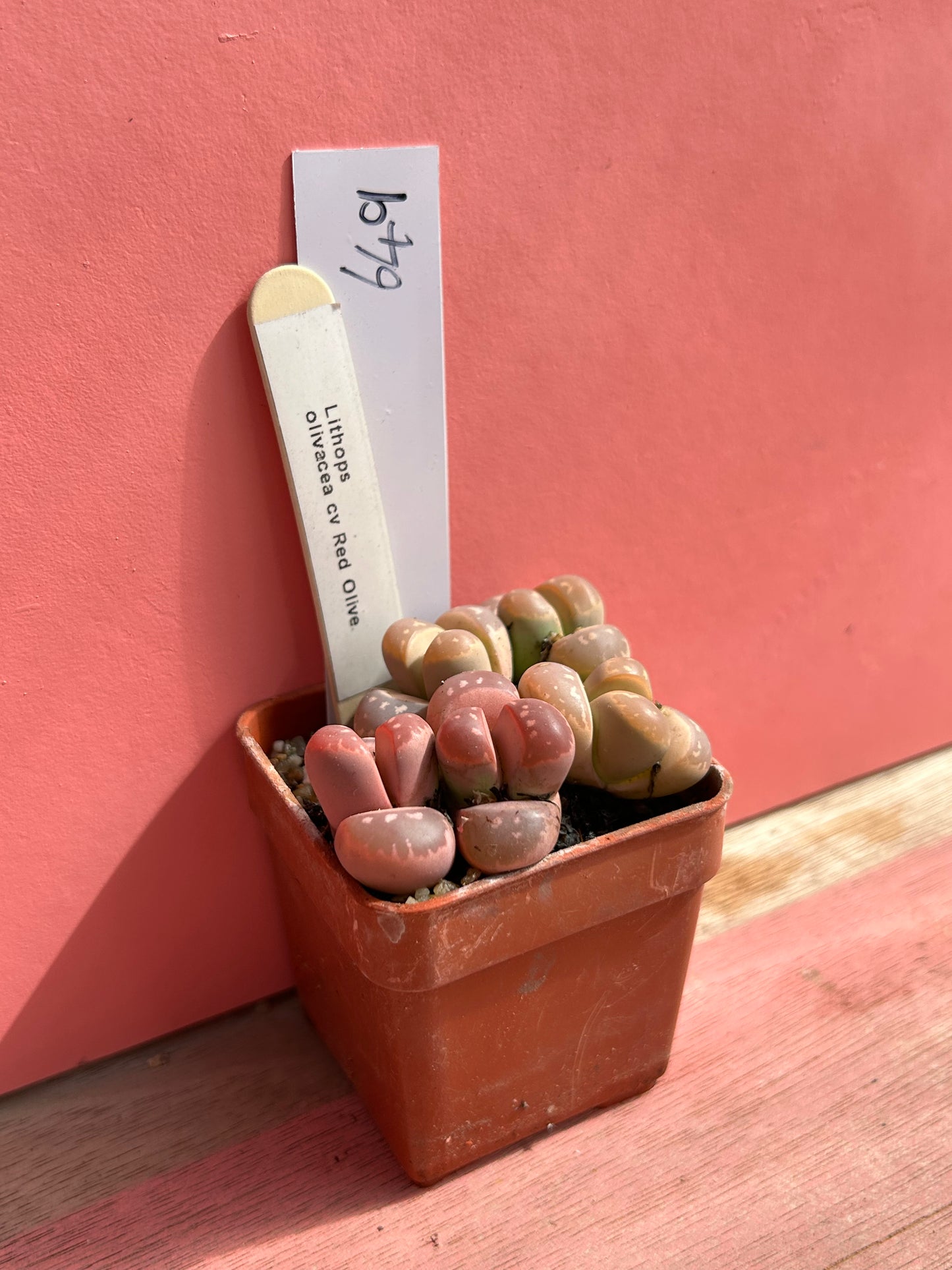 Lithops olivacea cv 'Red Olive' (649)