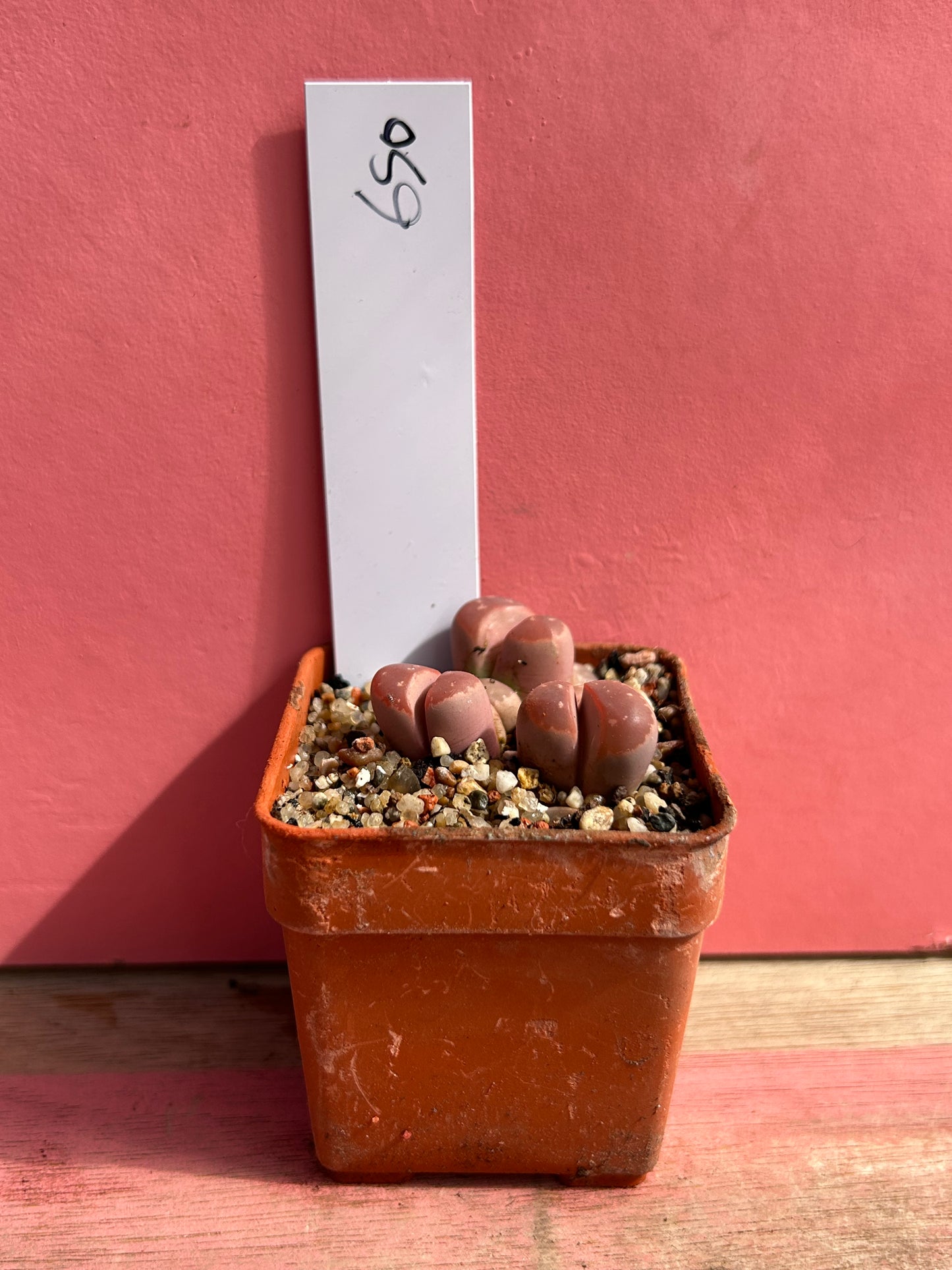Lithops species (650)
