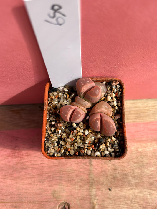Lithops species (650)