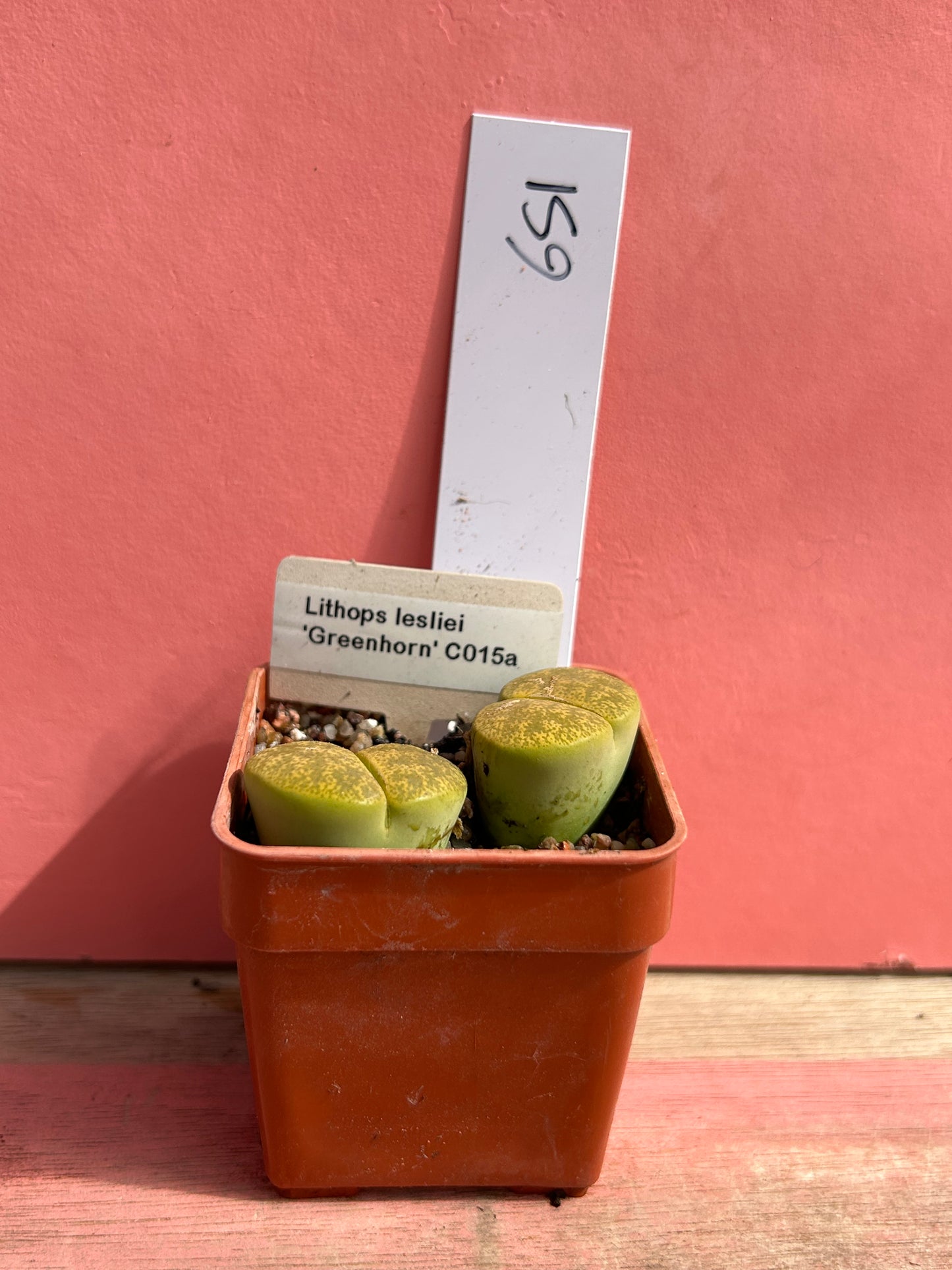 Lithops lesliei 'Greenhorn' (651)