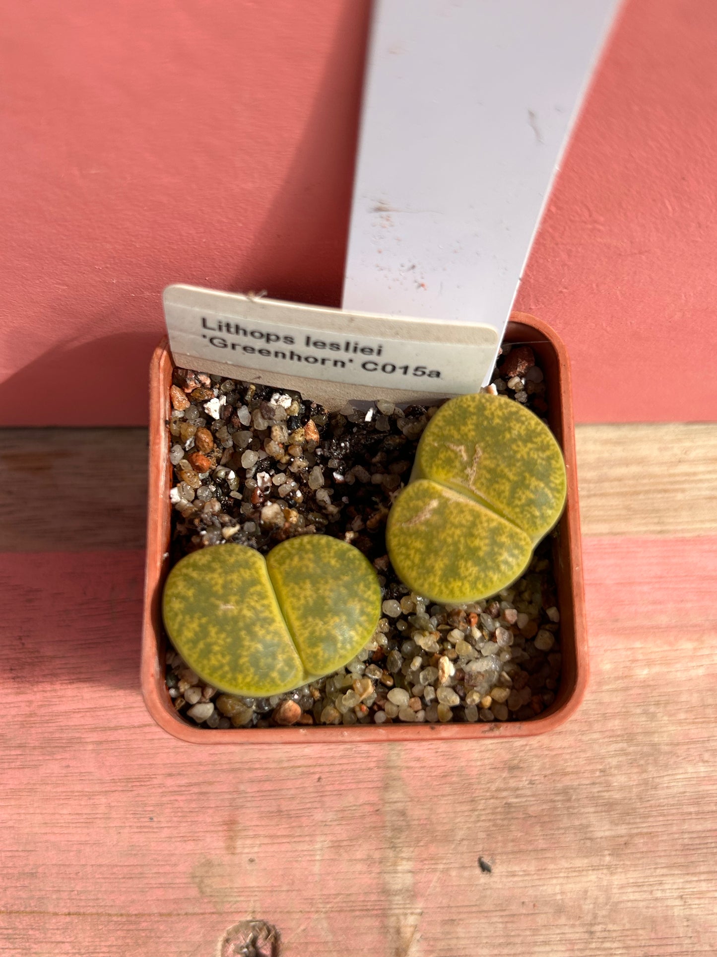 Lithops lesliei 'Greenhorn' (651)